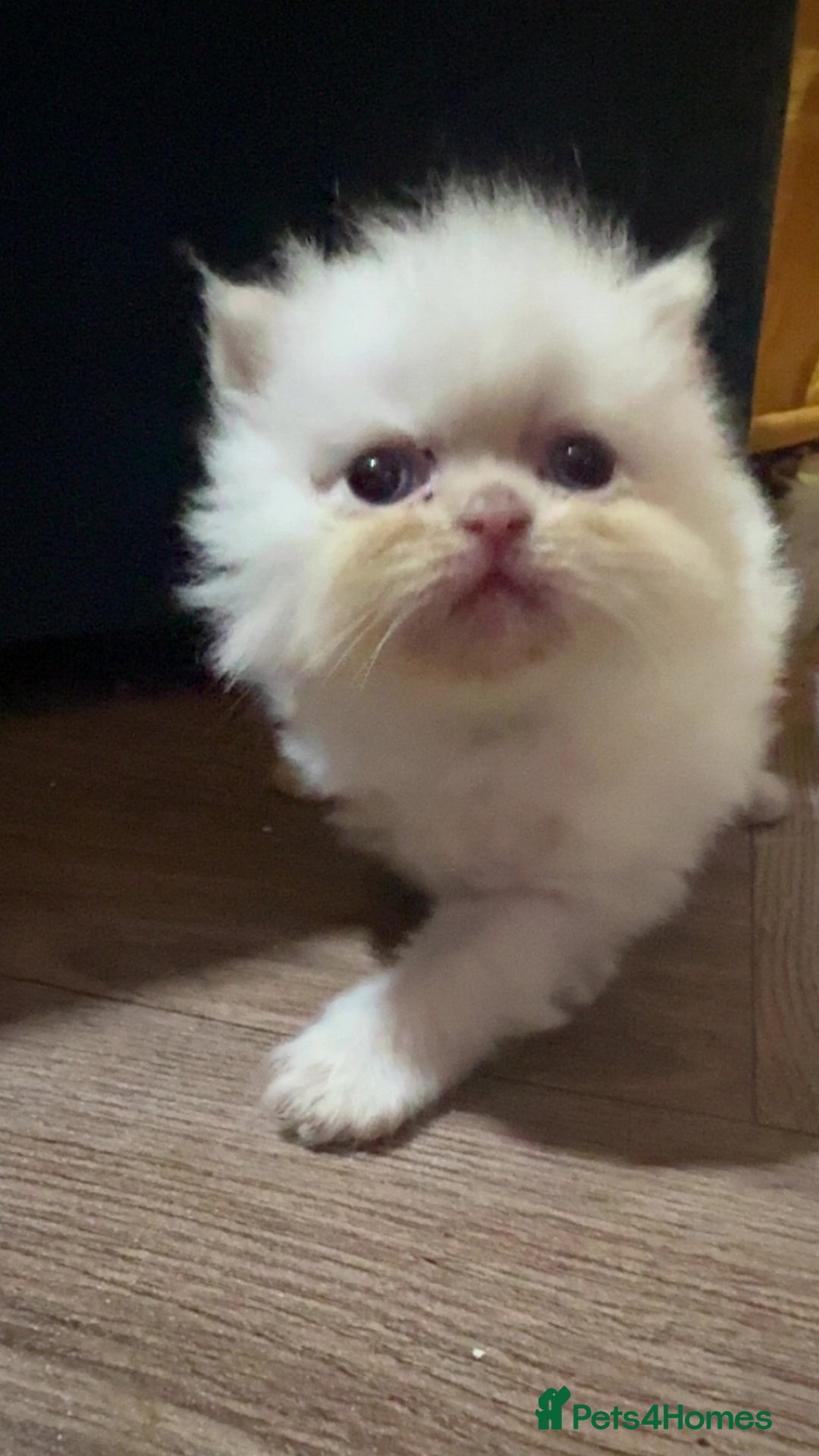 Persian cats for sale: 2 stunning flame pointed Boys - Image 3