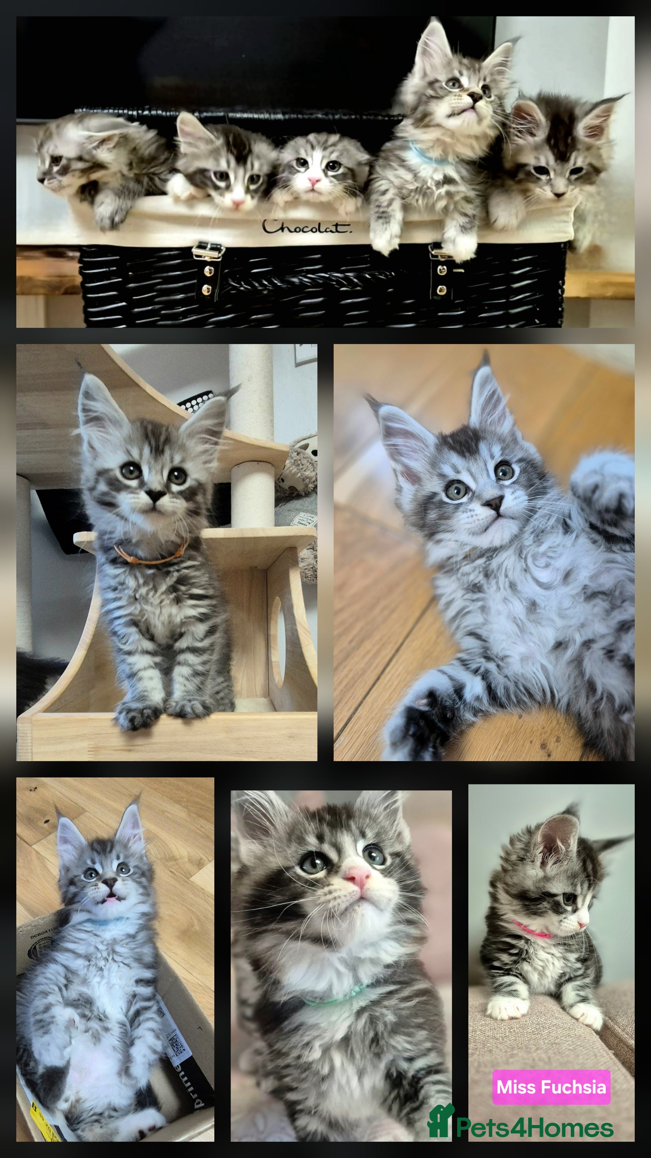 Maine Coon cats 🎀 Outstanding GCCF Pedigree Maine Coon Kittens  - Advert 17