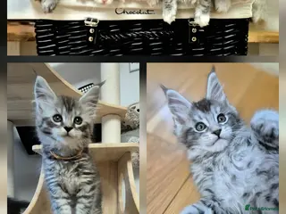 Maine Coon cats 🎀 Outstanding GCCF Pedigree Maine Coon Kittens - Advert 17