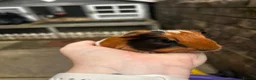 Guinea Pig rodents for sale: Female guinea pigs ( pairs only)  in Pontypool - Advert 3