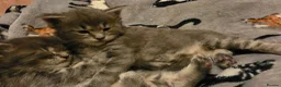 Maine Coon cats for sale: Tica beautiful big Maine Coons boys  - Advert 9