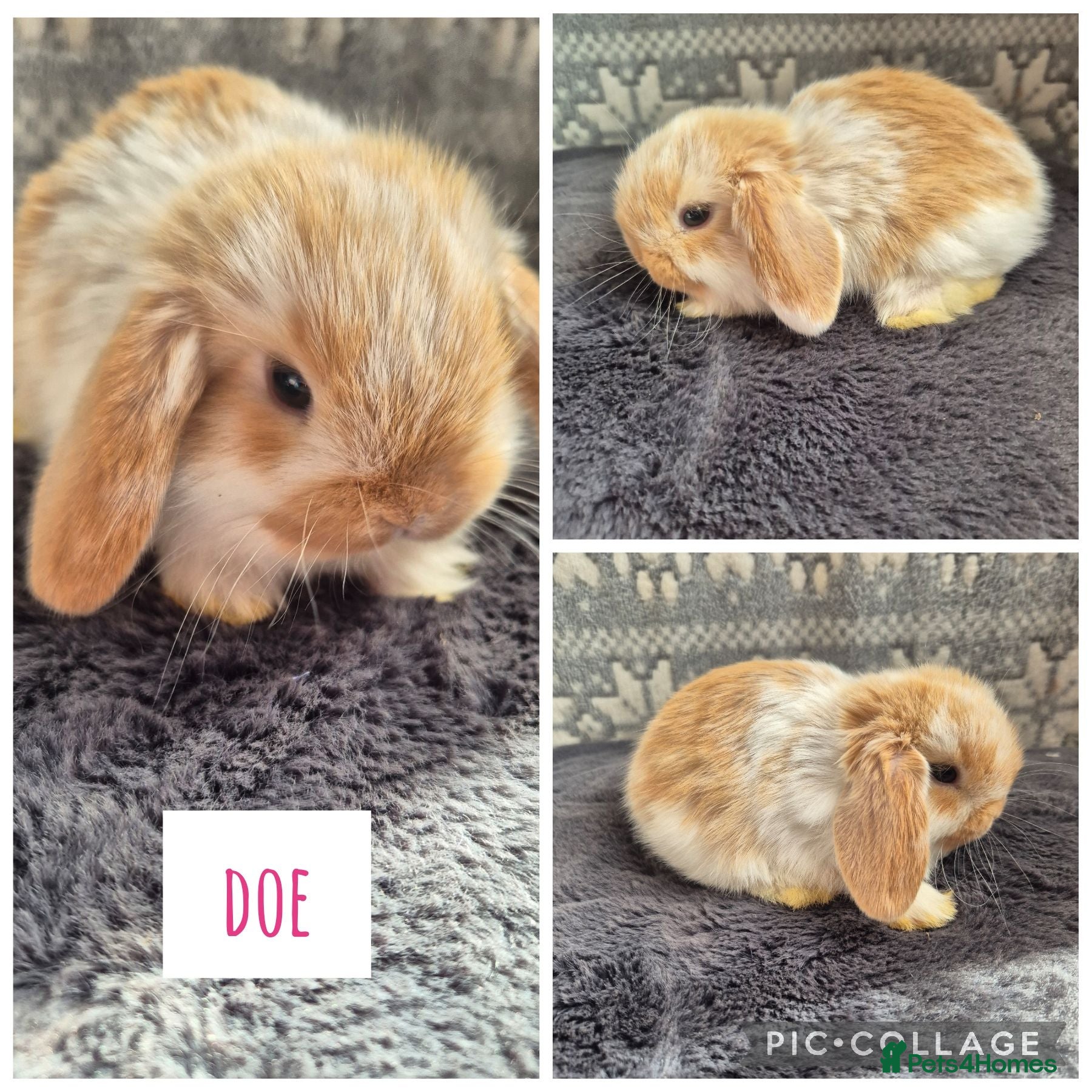 Mini Lop rabbits ❤️ READY TO RESERVE ❤️  - Advert 1