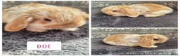 Mini Lop rabbits for sale: ❤️ READY TO RESERVE ❤️  - Advert 1