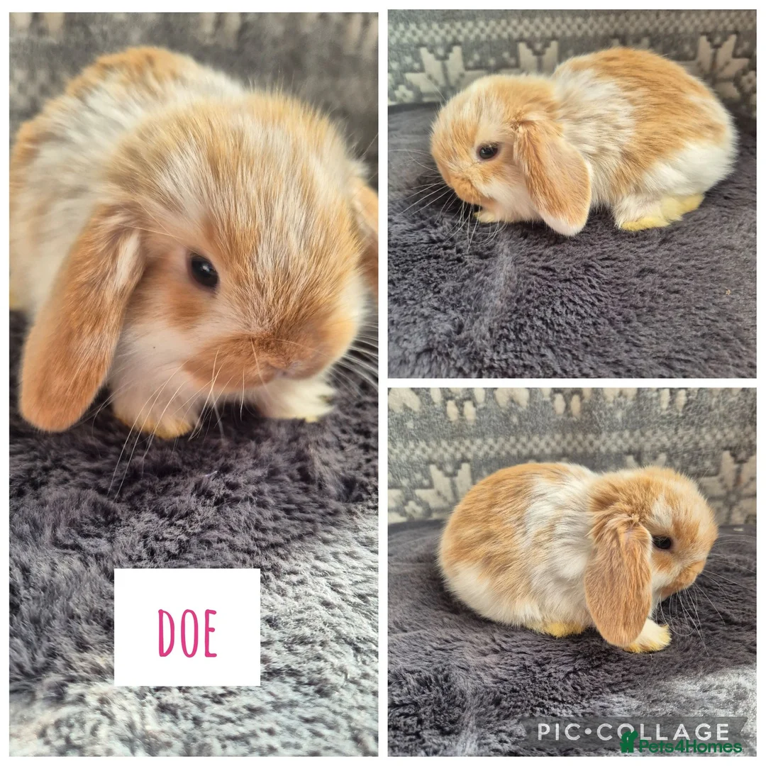 Mini Lop rabbits for sale: ❤️ READY TO RESERVE ❤️  - Advert 1