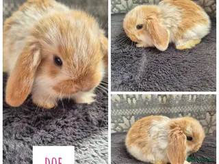 Mini Lop rabbits ❤️ READY TO RESERVE ❤️ - Advert 4