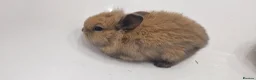 Mini Lion Lop rabbits for sale: Baby mini lop and lionhead - Advert 3