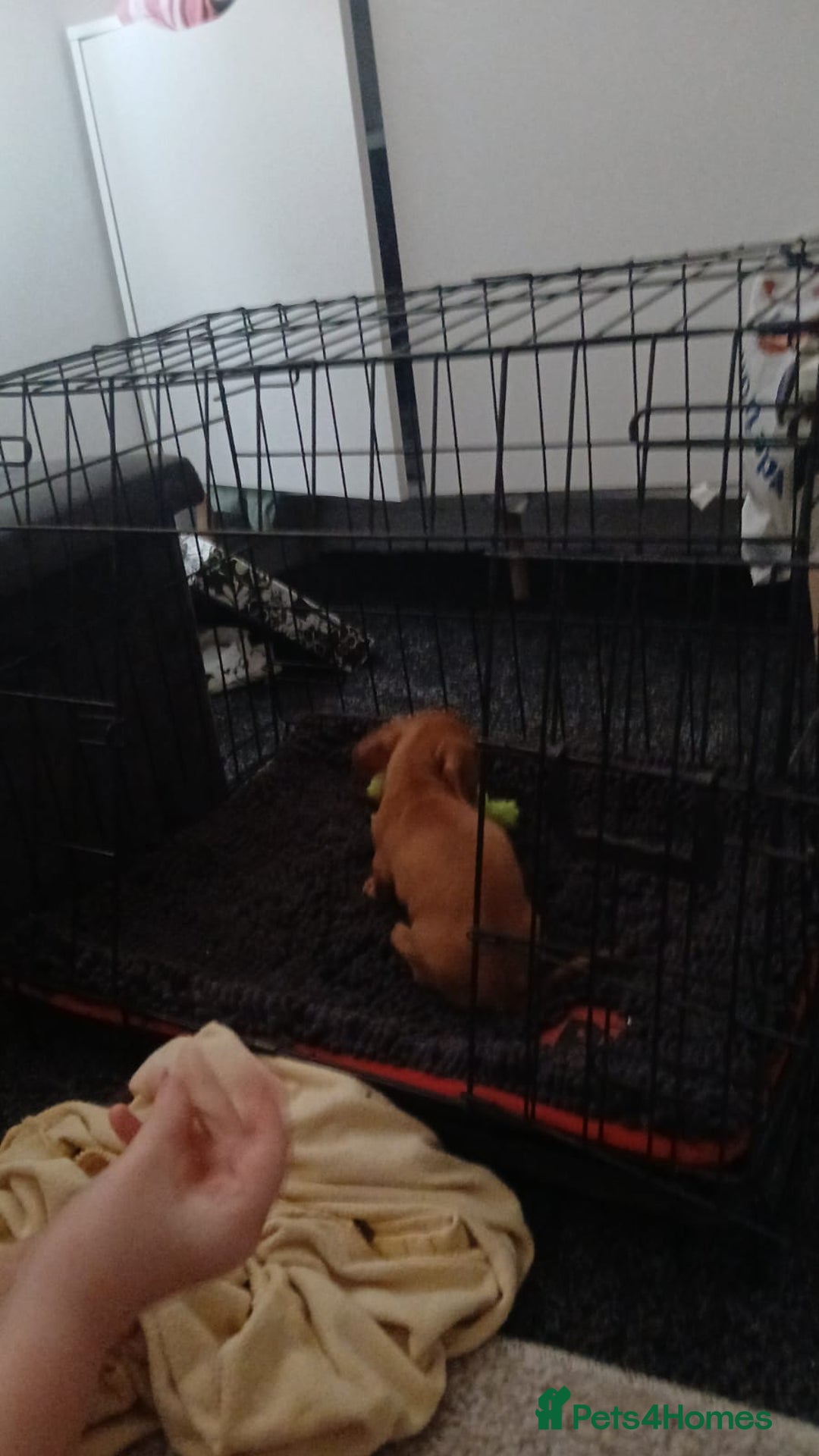 Miniature Dachshund dogs for sale: Millie  - Advert 5