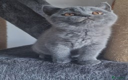 British Shorthair cats for sale: Tica Registered Blue British Shorthair kittens - Image 19