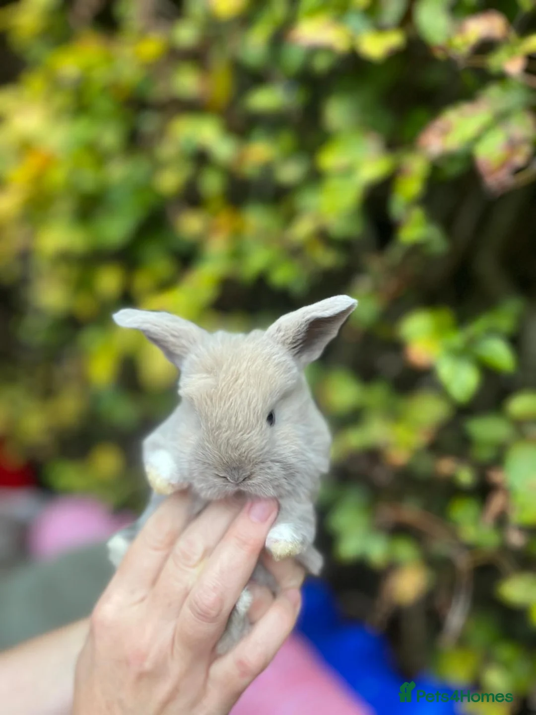 Mini Lop rabbits for sale: Mini Lop Baby Bunnies  - Advert 2
