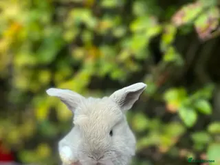 Mini Lop rabbits Mini Lop Baby Bunnies - Advert 1