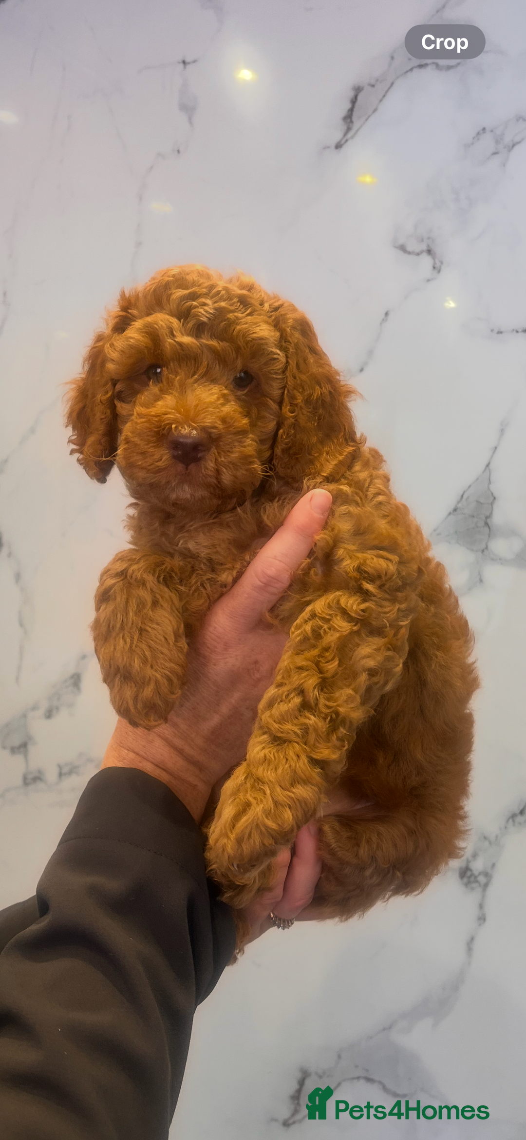 Cockapoo dogs for sale: READY TO LEAVE NOW Stunning Cockapoo Puppies - Image 5