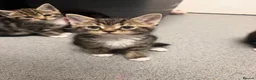 Mixed Breed cats for sale: Beautiful fluffy kittens - Advert 8