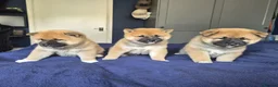 Japanese Shiba Inu dogs for sale: Last Lovely Shiba Inu Puppy, Ready for home now! - Advert 31