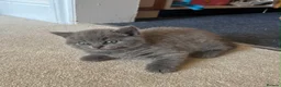 British Shorthair cats for sale: Kitten British shorthair  in London - Advert 4