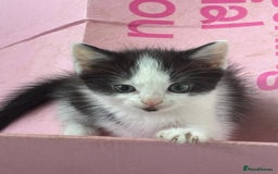 Mixed Breed cats for sale: 3 Beautiful Kittens  - Image 3
