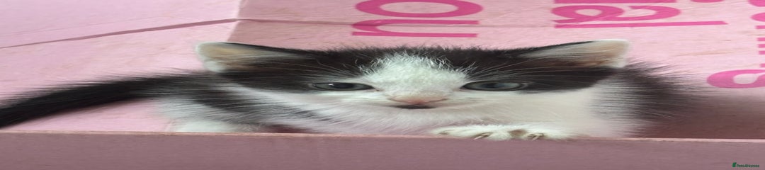 Mixed Breed Kitten 2