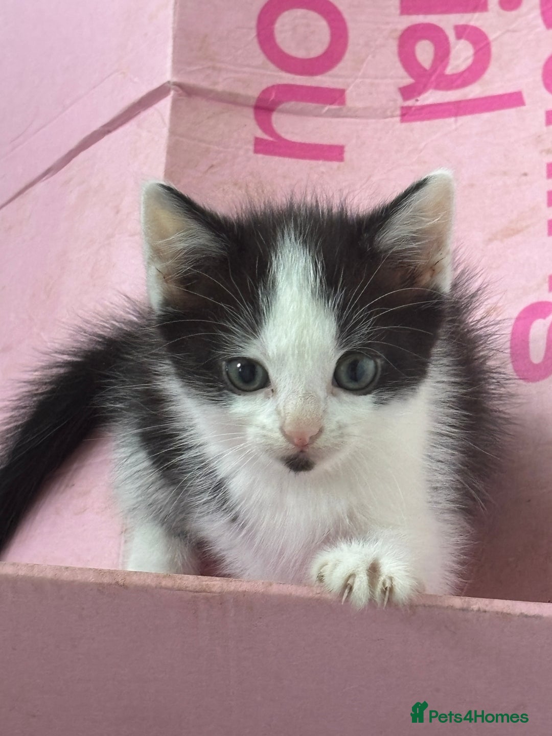 Mixed Breed cats for sale: 3 Beautiful Kittens  - Image 3