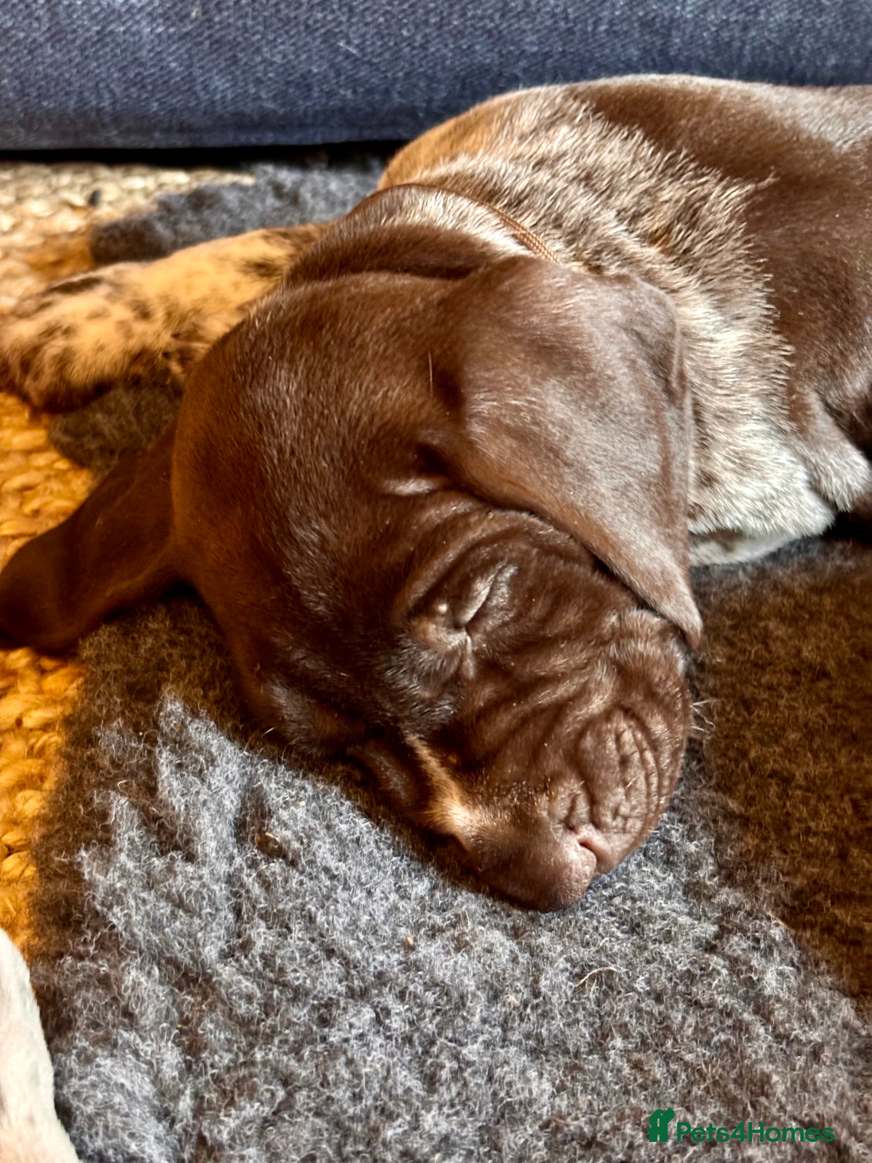 German Shorthaired Pointer dogs Beautiful KC registered GSP pups.   - Advert 2