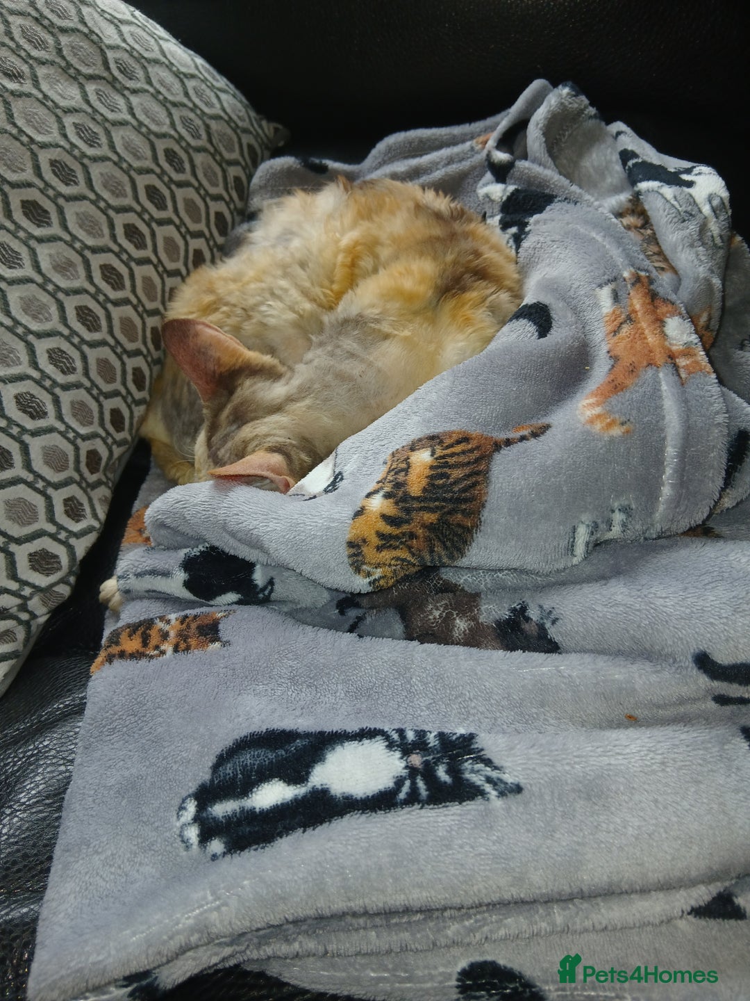 Devon Rex cats for sale: Devon Rex pedigree neutered girl - Image 4