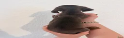 Miniature Dachshund dogs for sale: Beautiful dachshunds !   - Advert 14