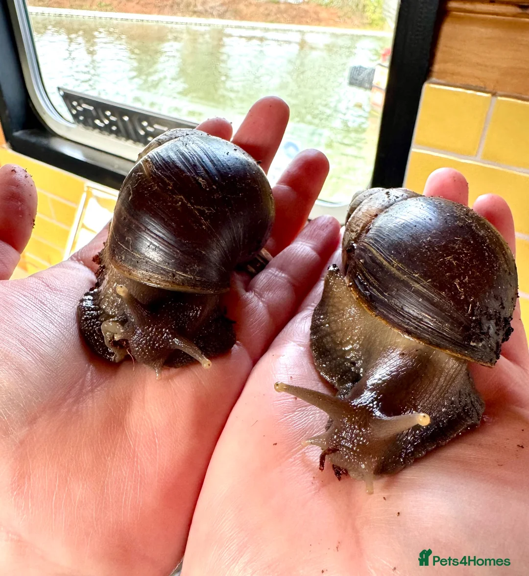 Snails invertebrates for sale: Looking for a suitable home for two GALS in Leicester - Advert 2