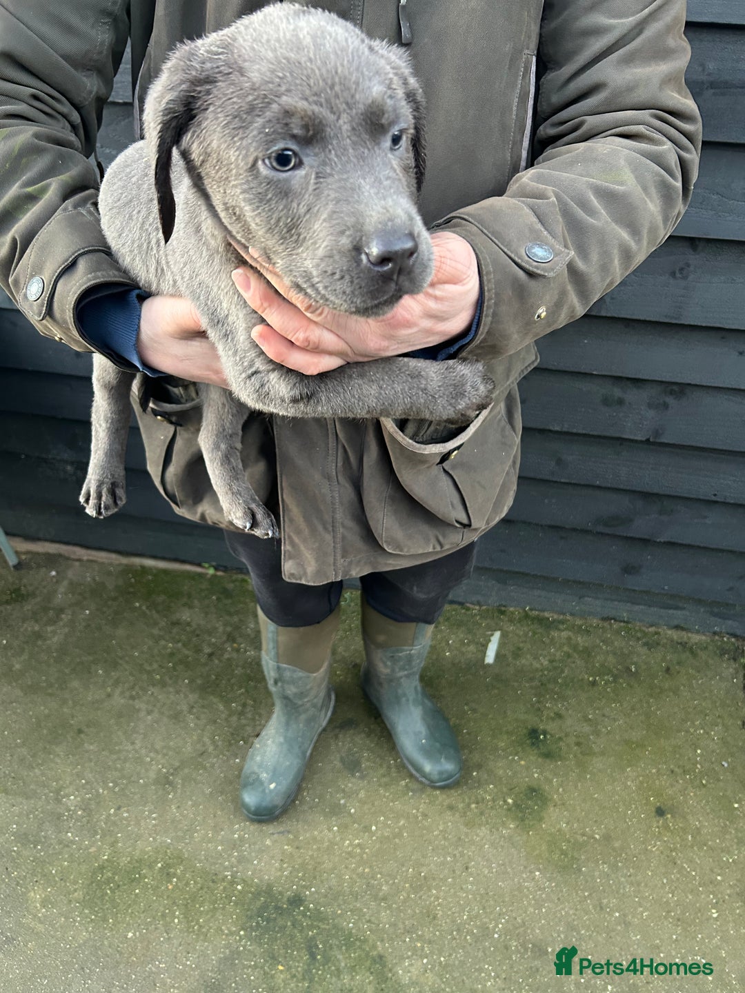 Labrador Retriever dogs for sale: Labrador puppies  - Advert 3