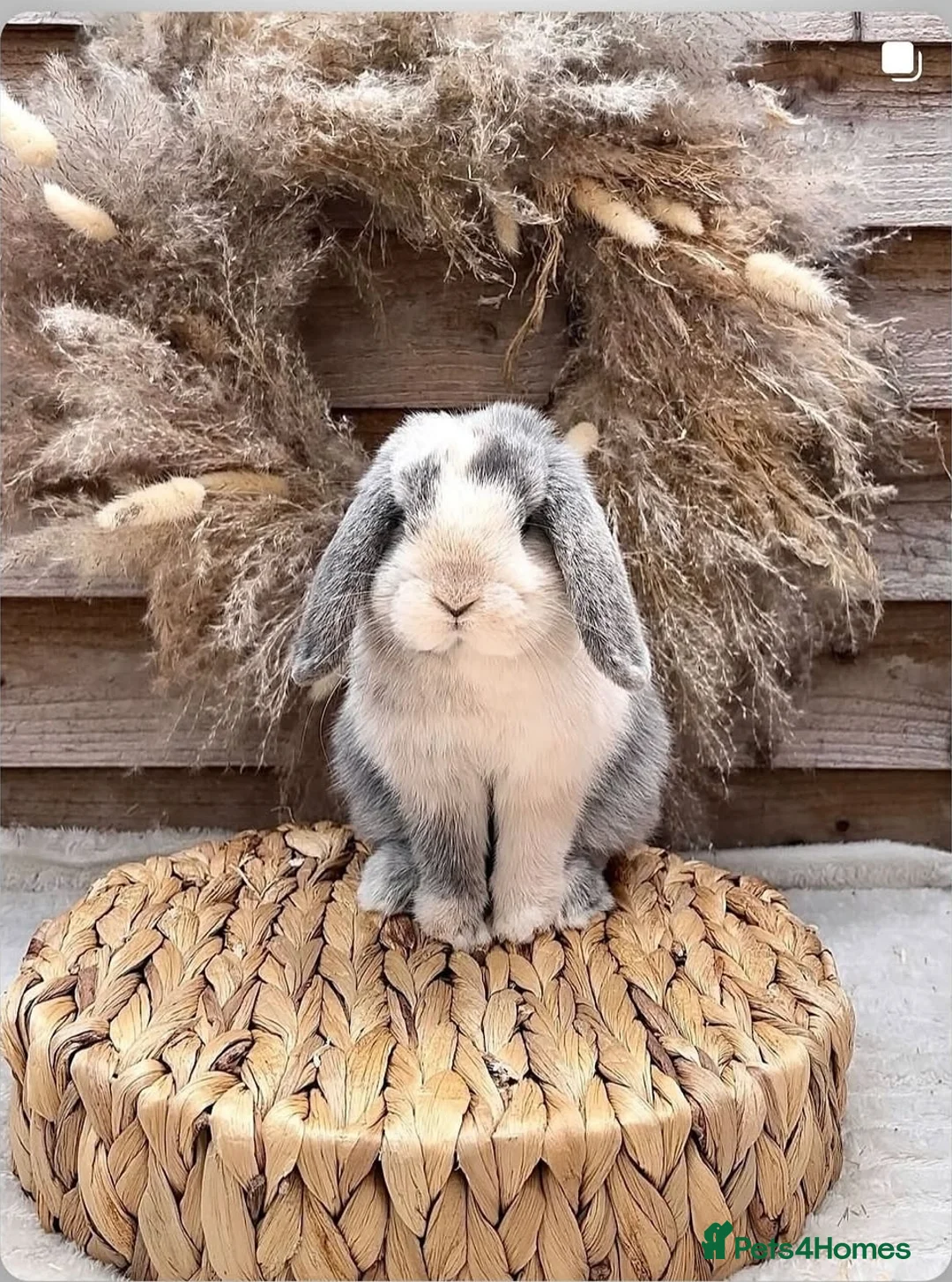 Mini Lop rabbits for sale: Beautiful blue harli doe PET HOME ONLY - Advert 9