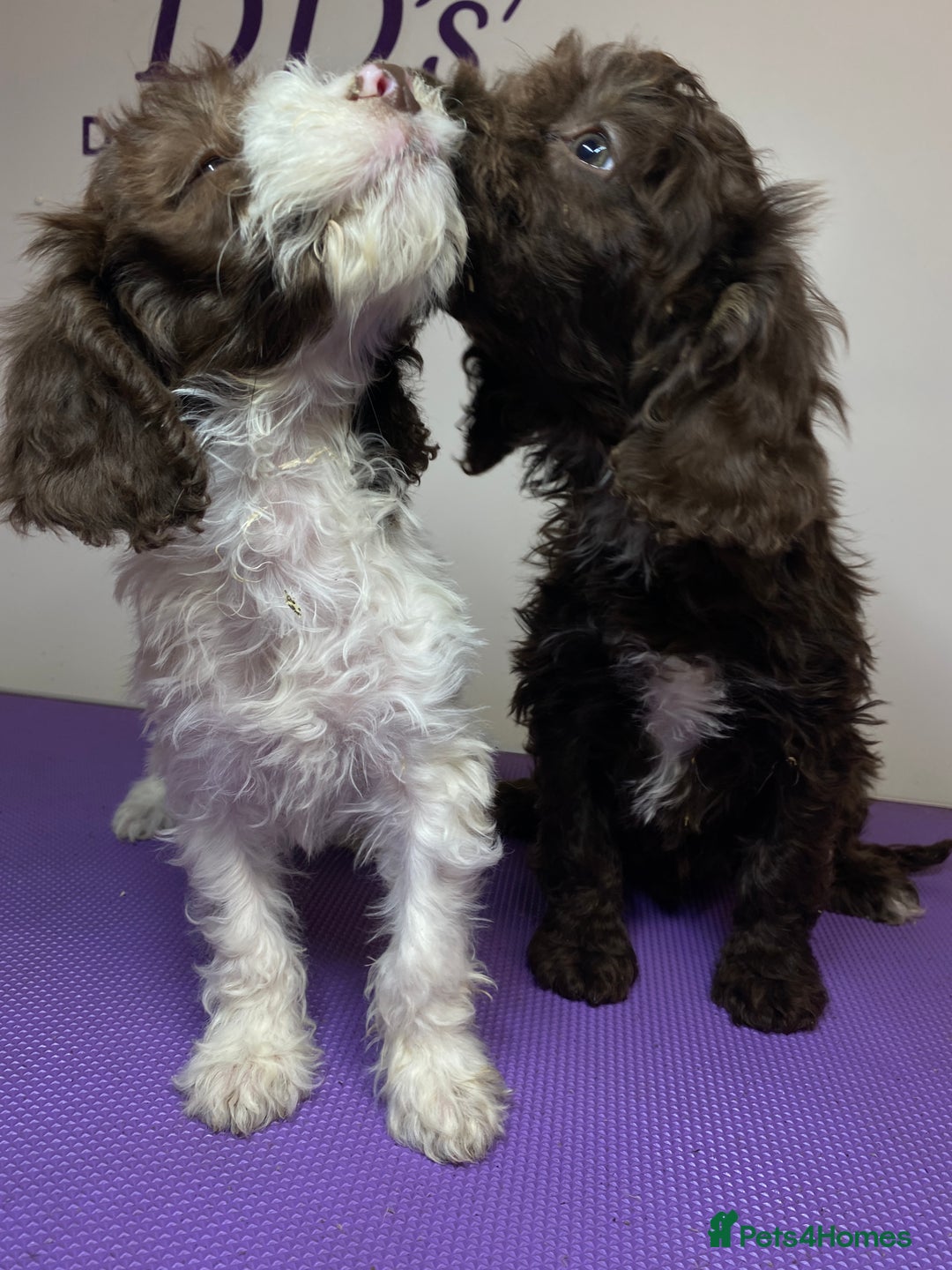 Cockapoo dogs for sale: Cockapoos ready now  - Image 35
