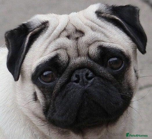 Pug dogs For Stud Champion Sired BOAS tested  in Llanelli - Advert 3