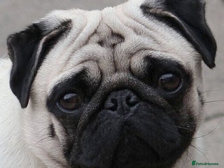 Pug dogs in Llanelli - Advert 2