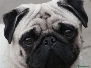 Pug dogs For Stud Champion Sired BOAS tested - Advert 15