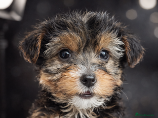 Yorkshire Terrier dogs Ready for new families-Yorkie pups rare tri colour - Advert 11