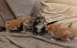 Bengal cats for sale: Adorable mixed breed kittens - Image 1