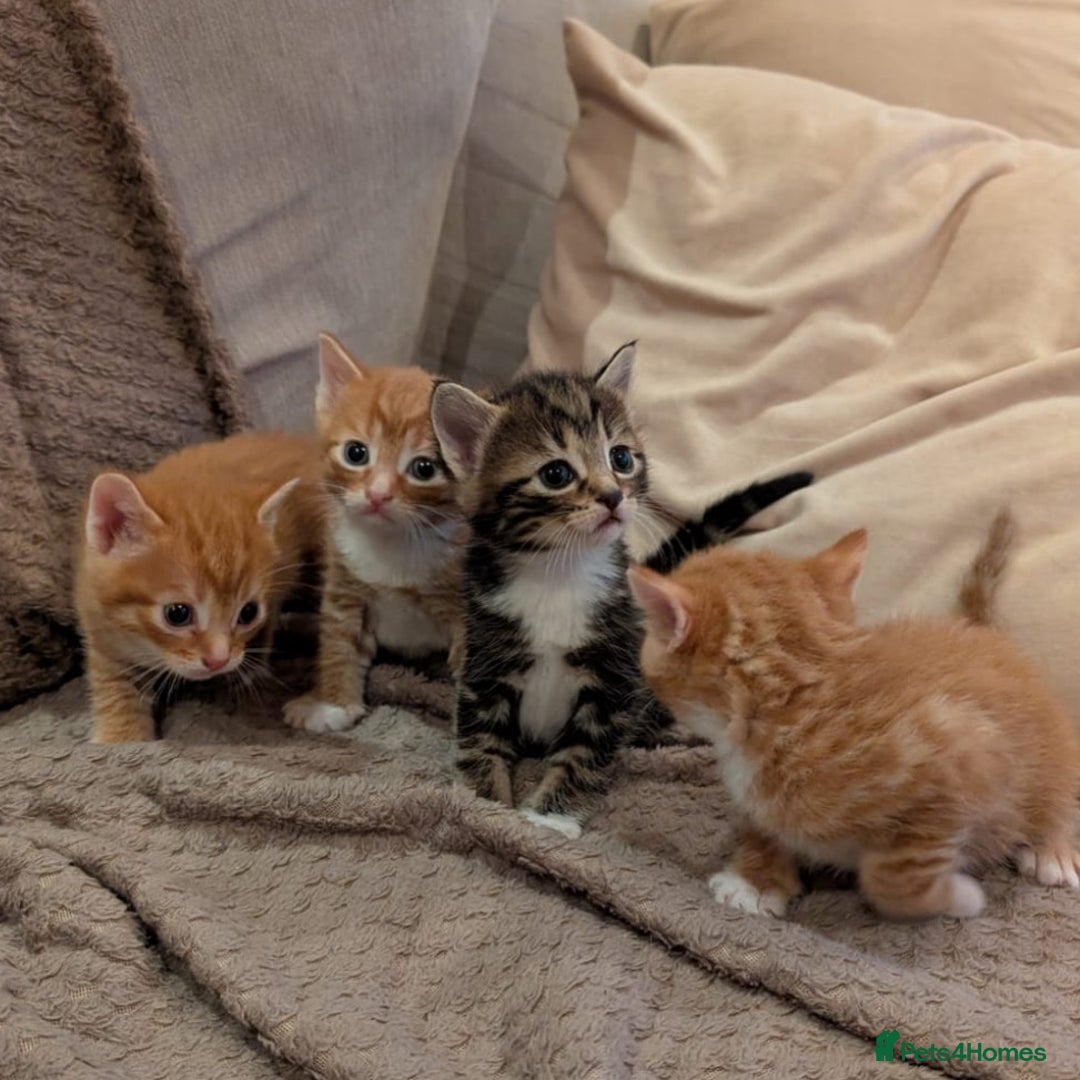 Bengal cats for sale: Adorable mixed breed kittens - Image 1