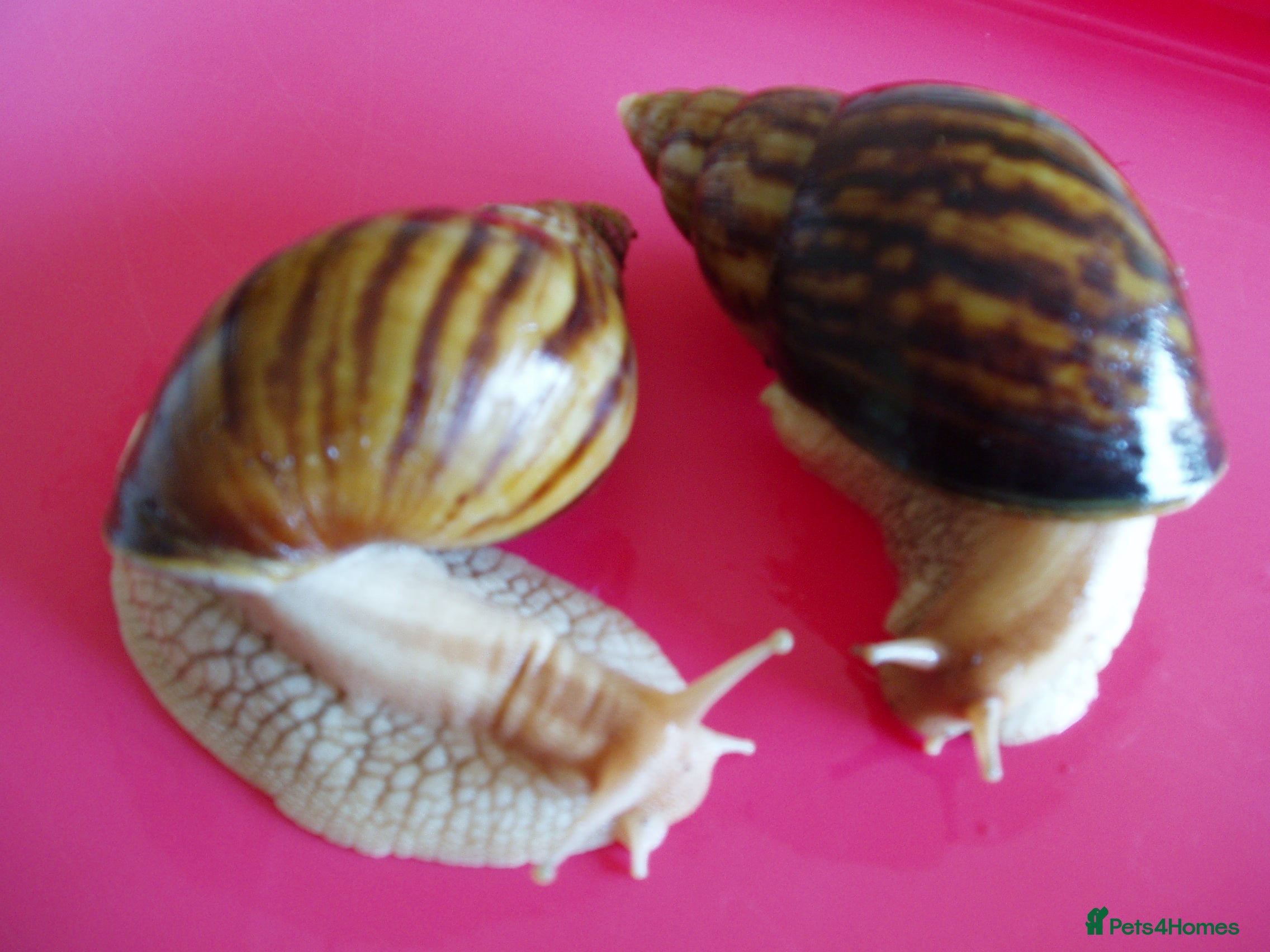 Snails invertebrates PINK LIPPED GIANT AFRICAN LAND SNAILS - Advert 6