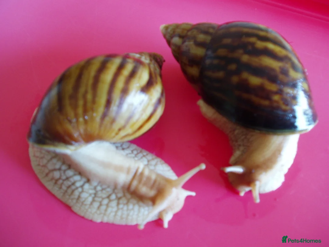Snails invertebrates for sale: PINK LIPPED GIANT AFRICAN LAND SNAILS - Advert 1