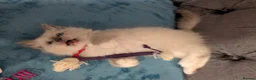 Ragdoll cats for sale: 💙GCCF 💙💛Ragdoll blue point mitted kittens  - Advert 20