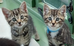 Mixed Breed cats for sale: Beautiful Tame Kittens Tabby Black White - Image 10