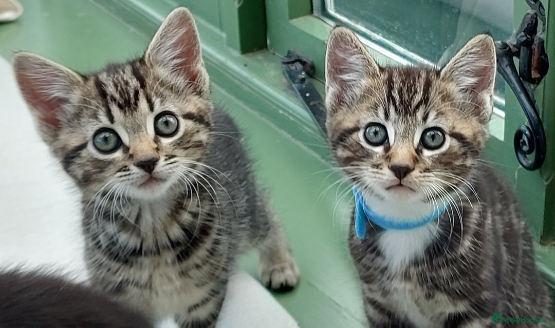 Mixed Breed cats for sale: Beautiful Tame Kittens Tabby Black White - Image 10