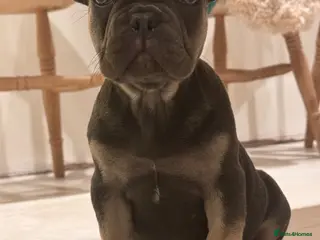 French Bulldog dogs Ready for her forever home ! KC reg puppy - Advert 12