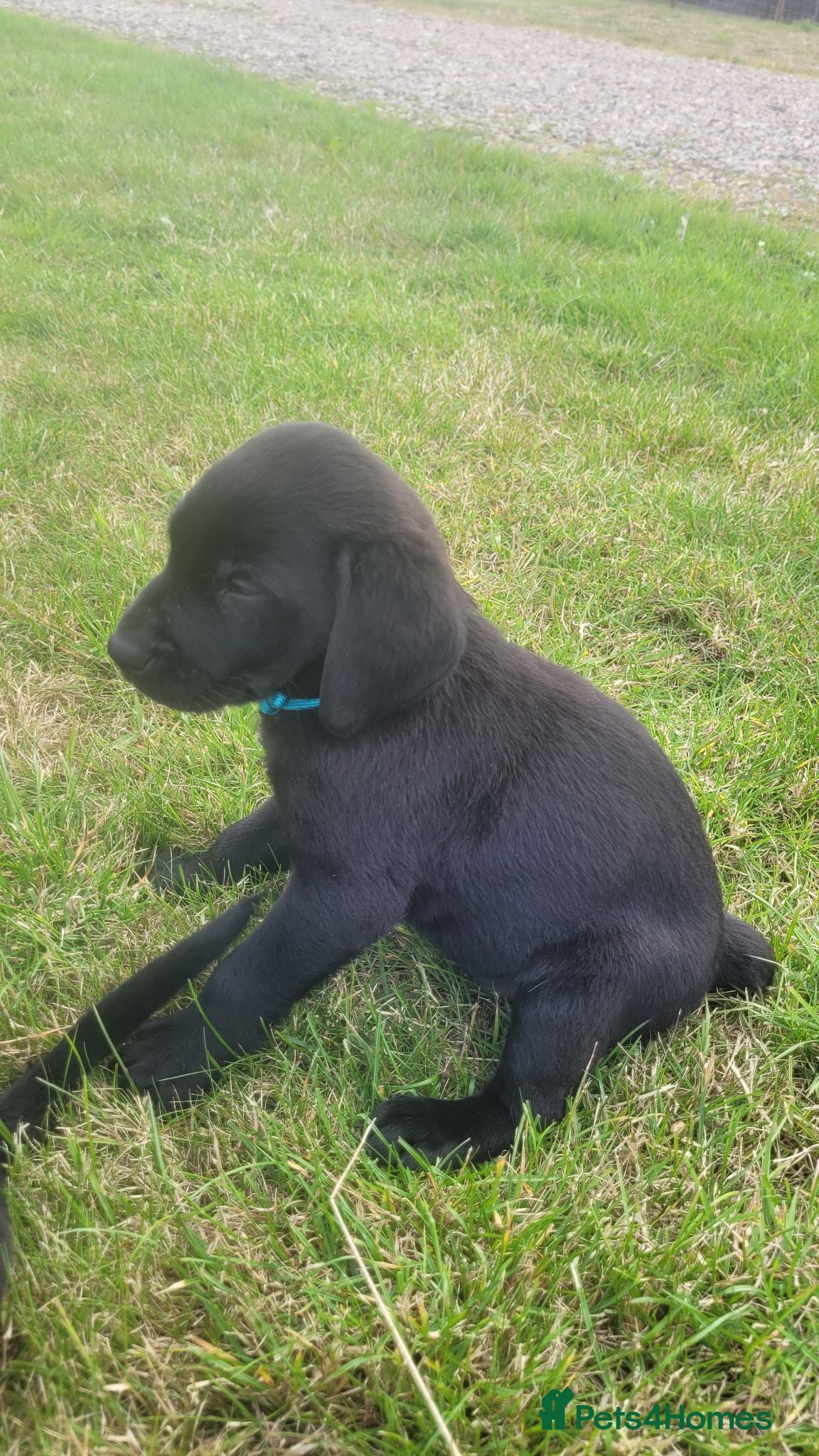 Labrador Retriever dogs Labrador puppies looking new homes 🐾 - Advert 3