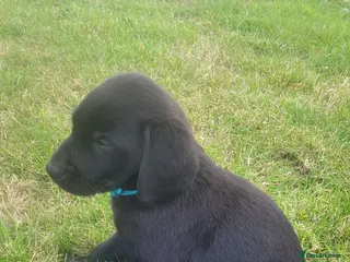 Labrador Retriever dogs Labrador puppies looking new homes 🐾 - Advert 3