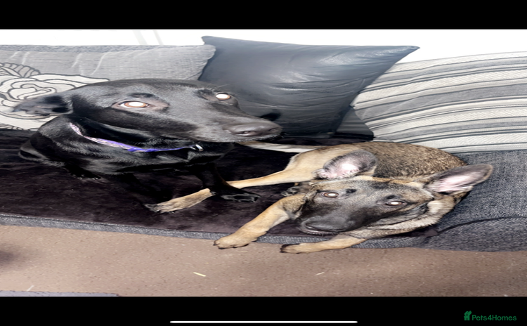 Mixed Breed dogs - Advert 9