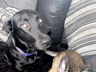 Mixed Breed dogs - Advert 10