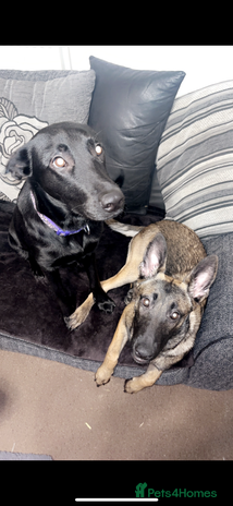 Mixed Breed dogs - Advert 4