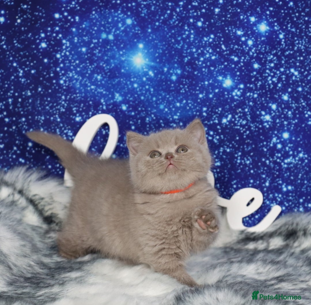 British Shorthair cats for sale: Tica registered British Shorthair kittens - Advert 1