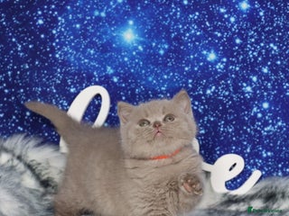 British Shorthair cats Tica registered British Shorthair kittens - Advert 1