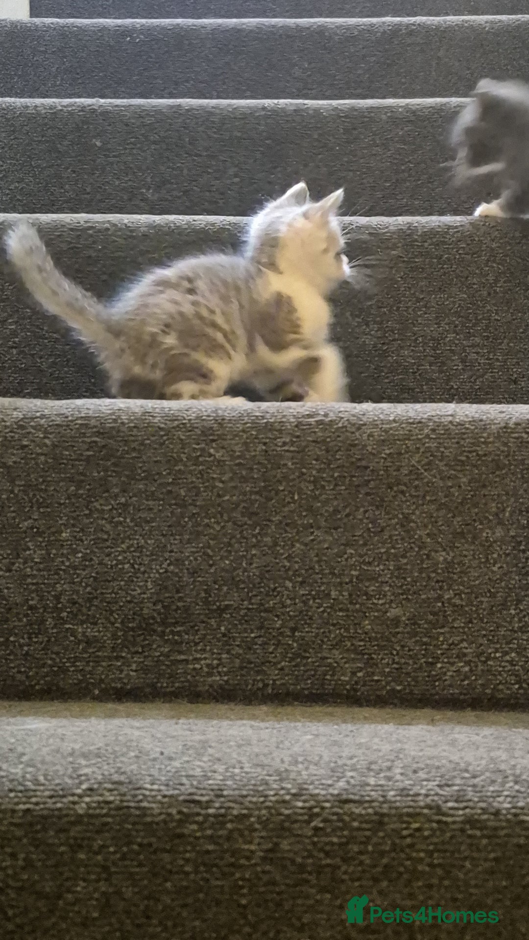 Mixed Breed cats for sale: Adorable grey and white mixed litter - Advert 3