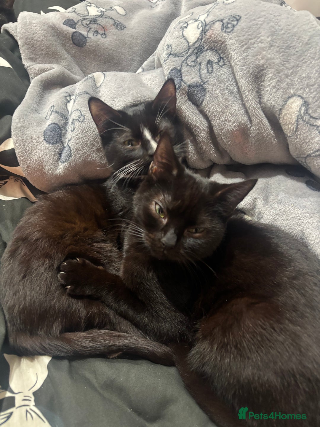 British Shorthair cats for sale: 2 beautiful sisters for sale - Advert 6