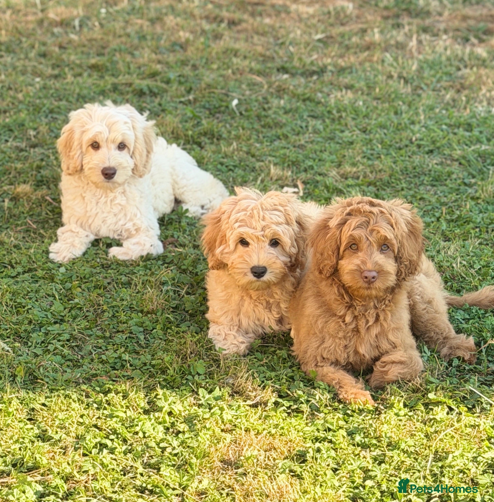 Australian Labradoodle dogs Genuine Australlian Labradoodles ( WALA reg)  - Advert 1